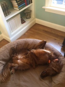 dog lying on his back